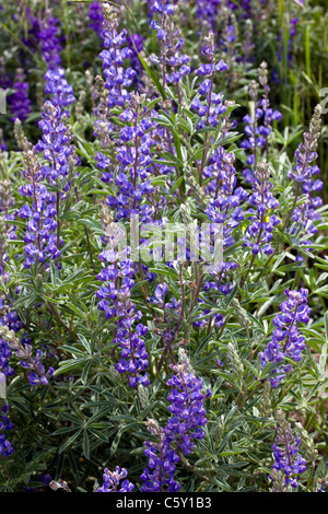 Lupin, Lupinus polyphyllus. Lupinus prunophilus. Fabaceae, famille des pois, pousse le long du ruisseau de la brosse près de Crested Butte, Colorado Banque D'Images