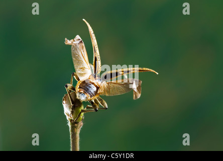 Longicorne asiatique Rhagium mordax Banque D'Images