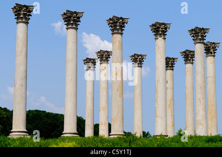 WASHINGTON, DC, États-Unis — les colonnes du Capitole se dressent majestueusement dans la prairie de l'arboretum national des États-Unis, une exposition unique d'architecture réorientée. Ces 22 colonnes de grès corinthiennes, qui faisaient à l'origine partie du portique est du Capitole des États-Unis de 1828 à 1958, servent maintenant de monument frappant dans la réserve éducative et de recherche du ministère de l'Agriculture. Récupérés et déplacés en 1990, ils offrent aux visiteurs un mélange d'importance historique et de beauté naturelle dans ce monument hors des sentiers battus de Washington. Banque D'Images