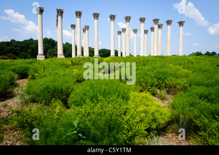 WASHINGTON, DC, États-Unis — les colonnes du Capitole se dressent majestueusement dans la prairie de l'arboretum national des États-Unis, une exposition unique d'architecture réorientée. Ces 22 colonnes de grès corinthiennes, qui faisaient à l'origine partie du portique est du Capitole des États-Unis de 1828 à 1958, servent maintenant de monument frappant dans la réserve éducative et de recherche du ministère de l'Agriculture. Récupérés et déplacés en 1990, ils offrent aux visiteurs un mélange d'importance historique et de beauté naturelle dans ce monument hors des sentiers battus de Washington. Banque D'Images