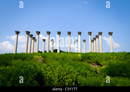 WASHINGTON, DC, États-Unis — les colonnes du Capitole se dressent majestueusement dans la prairie de l'arboretum national des États-Unis, une exposition unique d'architecture réorientée. Ces 22 colonnes de grès corinthiennes, qui faisaient à l'origine partie du portique est du Capitole des États-Unis de 1828 à 1958, servent maintenant de monument frappant dans la réserve éducative et de recherche du ministère de l'Agriculture. Récupérés et déplacés en 1990, ils offrent aux visiteurs un mélange d'importance historique et de beauté naturelle dans ce monument hors des sentiers battus de Washington. Banque D'Images