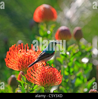 Gobemouche sud sunbird ou moindre goéland sunbird, (chalcomitra chalybeus) perché sur protea pincushion rouge (leucospermum cordifolium). Banque D'Images