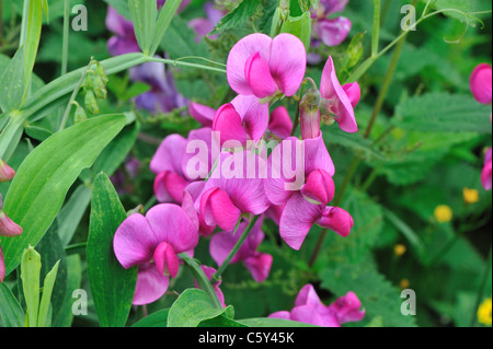 Peavine vivaces - Plantes vivaces - pois de senteur (Lathyrus latifolius pois éternelle) qui fleurit en été Banque D'Images