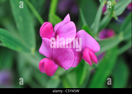 Peavine vivaces - Plantes vivaces - pois de senteur (Lathyrus latifolius pois éternelle) qui fleurit en été Banque D'Images