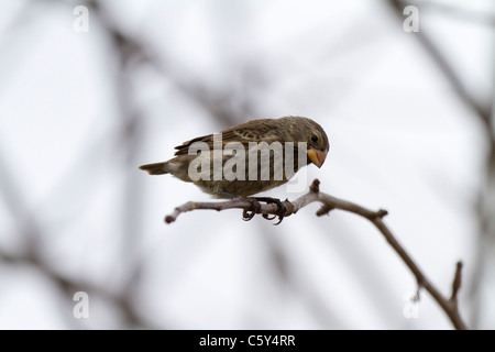 Petit arbre femelle finch (Camarhynchus parvulus) Banque D'Images