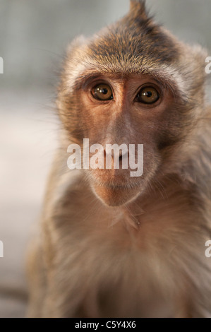 Singe cambodgien Banque D'Images