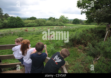 Les enfants regarder et photographier cerfs, New Forest, Hampshire, Royaume-Uni Banque D'Images