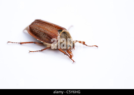 Elolontha «melolontha'. Cockchafer Ponderosa sur fond blanc Banque D'Images