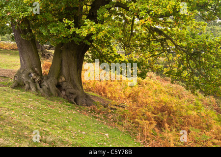 Chênes matures entre le début de l'automne couleurs de Bradgate Park, le lieu de naissance de Lady Jane Grey, Leicestershire, Angleterre Banque D'Images