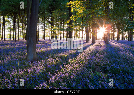 Bluebells avec rayons de soleil venant à travers des arbres au coucher du soleil dans une forêt dans le Kent, UK. Banque D'Images