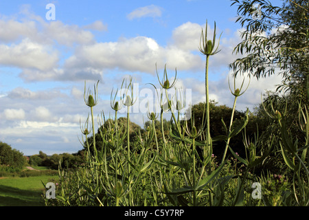 Graines de chardon. Surrey, Angleterre, Royaume-Uni. Banque D'Images