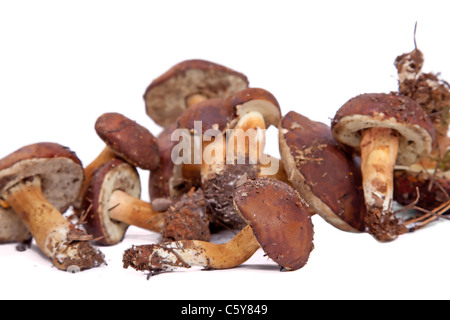 Champignons Xerocomus badius isolé sur fond blanc Banque D'Images