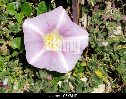 Fleur rose et blanc de liseron de mer (Calystegia soldanella). Herm, Channel Islands, Royaume-Uni. Banque D'Images