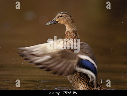 Canard colvert Anas platyrhynchos une femelle adulte se tient debout pour sécher ses ailes après le bain Derbyshire, Royaume-Uni Banque D'Images