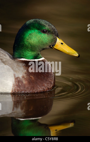 Canard colvert Anas platyrhynchos Profil d'un mâle adulte en plumage nuptial son Derbyshire, Royaume-Uni Banque D'Images