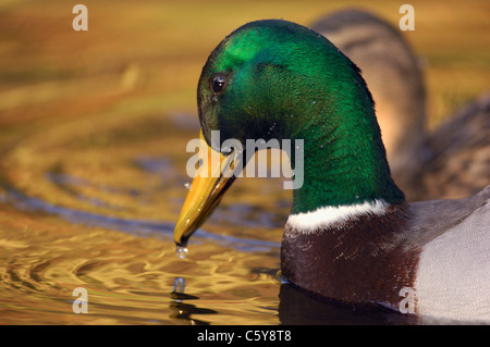 Canard colvert Anas platyrhynchos un homme adulte dans son plumage nuptial d'un séjour près de une femelle Derbyshire, Royaume-Uni Banque D'Images