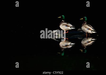 Canard colvert Anas platyrhynchos une paire de mâles adultes perché sur une childs' pram qui a été jeté dans un lac Dorset, UK Banque D'Images