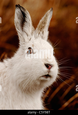 Lièvre Lepus timidus Portrait d'une alerte des profils dans son manteau blanc d'hiver les montagnes Monadhliath, Ecosse, Royaume-Uni Banque D'Images