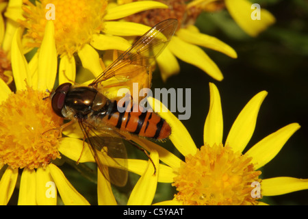 Hoverfly Episyrphus balteatus marmelade Famille Syrphidae Banque D'Images