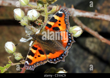 Petit papillon écaille Aglais urtica Famille Nymphalidae Banque D'Images