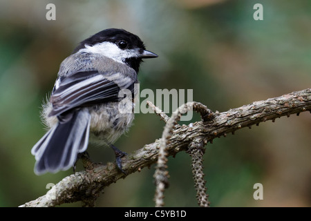 La Mésange Mésange à tête noire / (Poecile atricapillus) Banque D'Images
