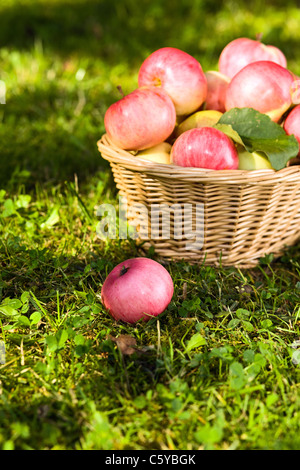 Des pommes mûres dans panier en osier. Banque D'Images