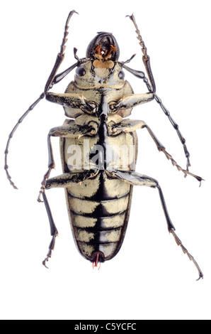 Insecte coléoptère rare Trictenotomidae isolés Banque D'Images