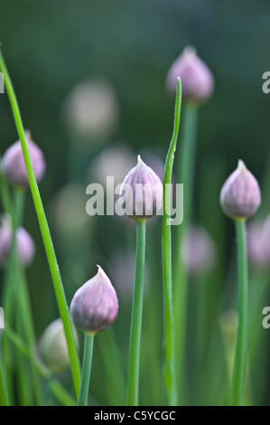 La ciboulette, comestible plante commune dans la cuisine occidentale Banque D'Images