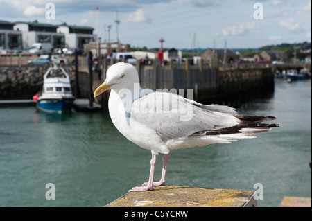 Libre d'un livre blanc et gris mouette debout sur un poste dans un port de pêche Banque D'Images