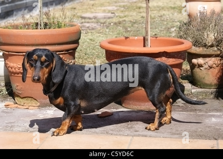 Chien teckel à poil court Banque D'Images