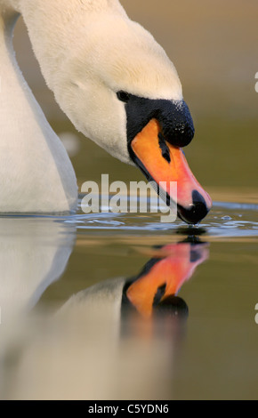 Cygne tuberculé Cygnus olor un adulte l'eau potable à partir de la surface d'un lac gelé partiellement Derbyshire, Royaume-Uni Banque D'Images