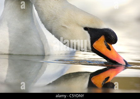 Cygne tuberculé Cygnus olor Close up d'un adulte l'eau potable à partir de la surface d'un lac partiellement gelé. Le Derbyshire, Royaume-Uni Banque D'Images