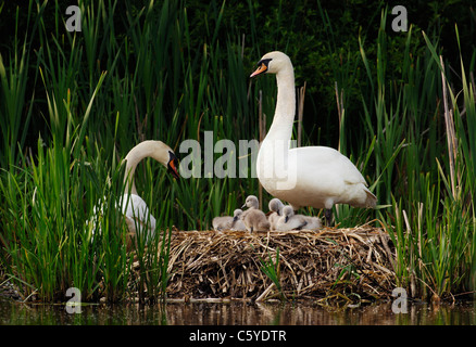 Cygne tuberculé Cygnus olor une famille de cygnes tuberculés sur leur nid. De juin. Le Derbyshire, Royaume-Uni Banque D'Images