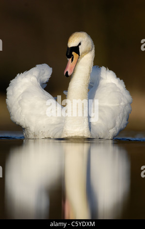 Cygne tuberculé Cygnus olor Portrait d'un adulte dans l'affichage de la menace. Mars. Le Derbyshire, Royaume-Uni Banque D'Images