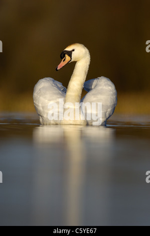 Cygne tuberculé Cygnus olor Un adulte sur un lac tranquille, à l'aube. Février. Le Derbyshire, Royaume-Uni Banque D'Images