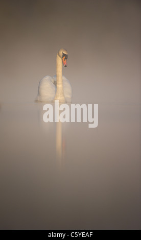 Cygne tuberculé Cygnus olor un adulte émerge sereinement d'un brouillard épais dans l'aube de la lumière du soleil. Le Derbyshire, Royaume-Uni Banque D'Images