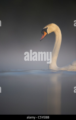 Cygne tuberculé Cygnus olor un adulte émerge sereinement d'un brouillard épais dans l'aube de la lumière du soleil. Le Derbyshire, Royaume-Uni Banque D'Images