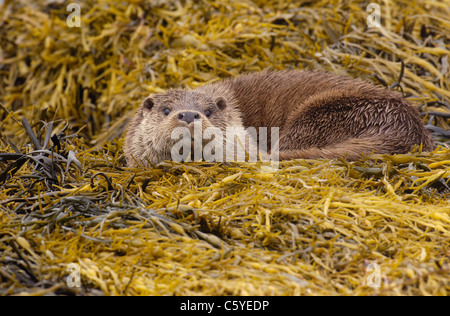 Loutre d'Europe Lutra lutra un repos adultes humide chez les algues sur la côte écossaise à distance. Isle of Mull, Scotland, UK Banque D'Images