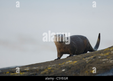 Loutre d'Europe Lutra lutra un wet hot s'arrête sur quelques roches sur un littoral écossais. Isle of Mull, Scotland, UK Banque D'Images