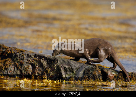 Loutre d'Europe Lutra lutra un adulte émerge de la mer sur un littoral écossais. Isle of Mull, Scotland, UK Banque D'Images