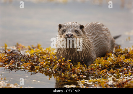 Loutre d'Europe Lutra lutra une pause entre les adultes des algues sur le littoral écossais à distance. Isle of Mull, Scotland, UK Banque D'Images