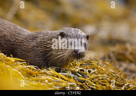 Loutre d'Europe Lutra lutra une pause entre les adultes des algues sur le littoral écossais à distance. Isle of Mull, Scotland, UK Banque D'Images