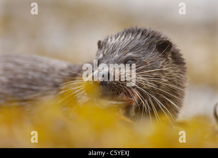 Loutre d'Europe Lutra lutra un adulte avec un poisson entre les pauses des algues sur le littoral écossais à distance. Isle of Mull, Scotland Banque D'Images