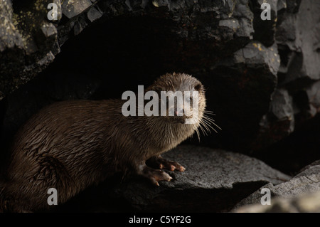 Loutre d'Europe Lutra lutra une pause sous certains adultes humide côtière surplombant les rochers. Isle of Mull, Scotland, UK Banque D'Images