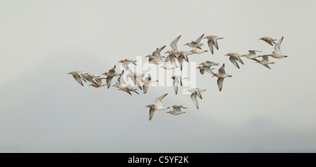 Bécasseau maubèche (Calidris canutus), petit troupeau en vol dans le plumage de printemps. L'Islande. Banque D'Images