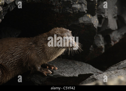 Loutre d'Europe Lutra lutra une pause sous certains adultes humide côtière surplombant les rochers. Octobre. Isle of Mull, Scotland, UK Banque D'Images