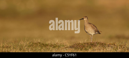 Courlis corlieu (Numenius phaeopus), des profils sur les sites de reproduction, Shetland, Ecosse, Grande-Bretagne. Banque D'Images