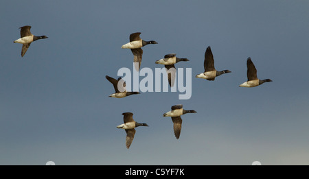 La Bernache cravant (Branta bernicla), à ventre pâle, troupeau, forme en vol. L'Islande. Banque D'Images