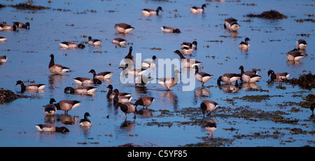 La Bernache cravant (Branta bernicla), l'alimentation du troupeau sur les côtes de l'estuaire. L'Islande. Banque D'Images