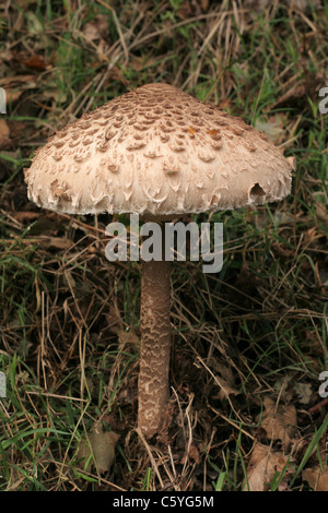 Coulemelle (Lepiota procera), Mayenne, Pays de la Loire, France. Banque D'Images